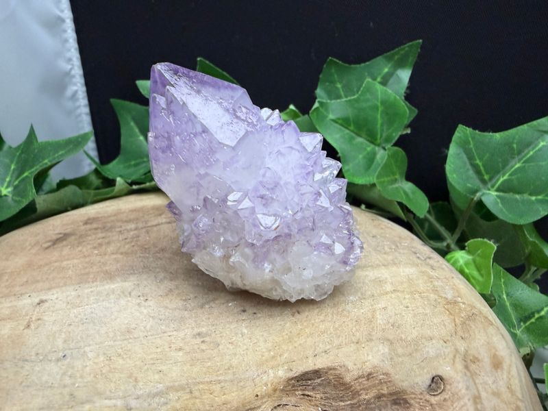 Cactus / spirit Amethist Cactus / spirit Amethist