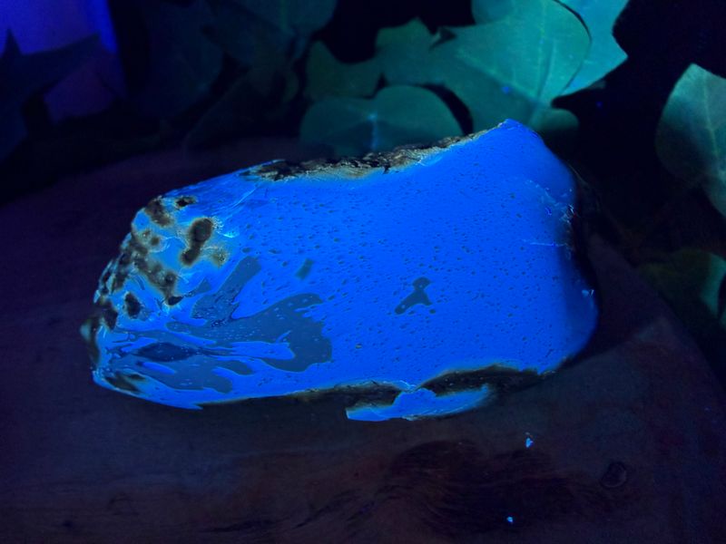 Gepolijste Blauwe Barnsteen Gepolijste Blauwe Barnsteen