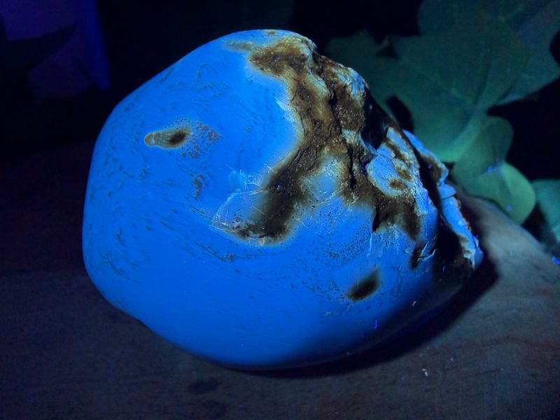 Gepolijste Blauwe Barnsteen Gepolijste Blauwe Barnsteen