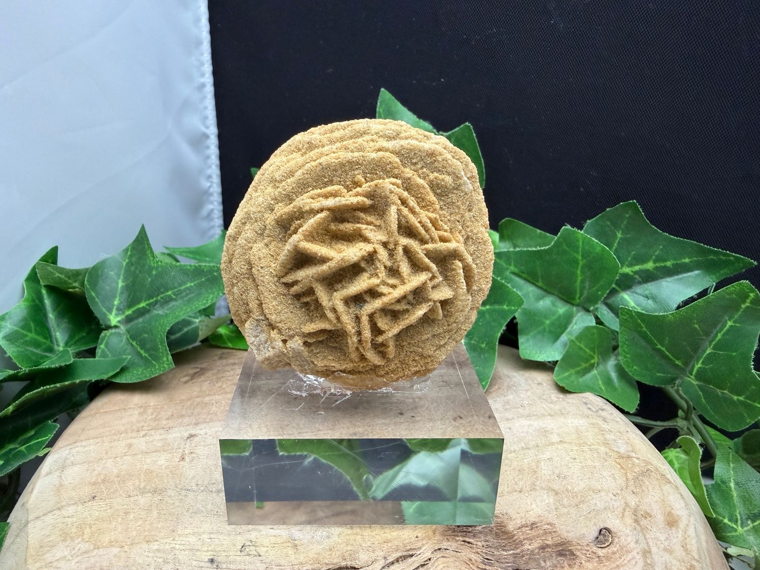 Bariet zandroos Bariet zandroos