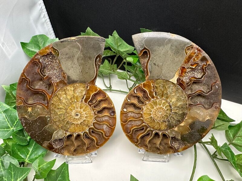 Ammonieten paar groot Ammonieten paar groot