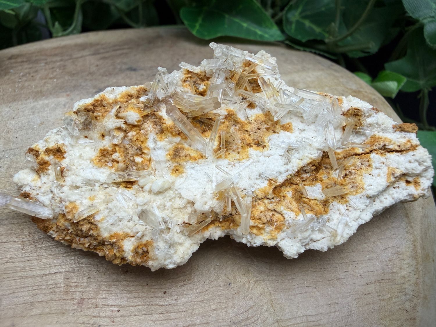 Scepterkwarts op Periklien