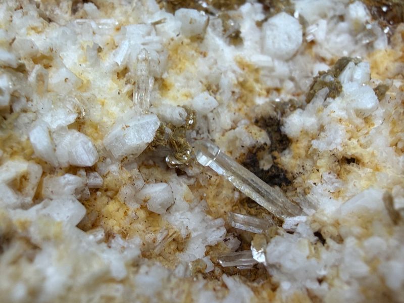 Scepterkwarts op Periklien