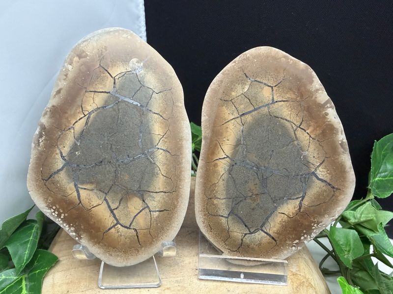 Septarie paar Duitsland