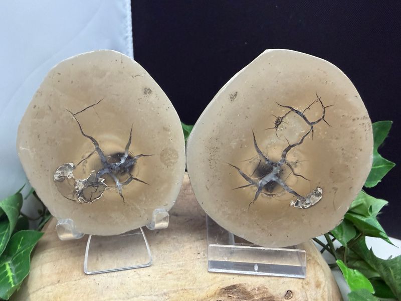 Septarie paar Duitsland