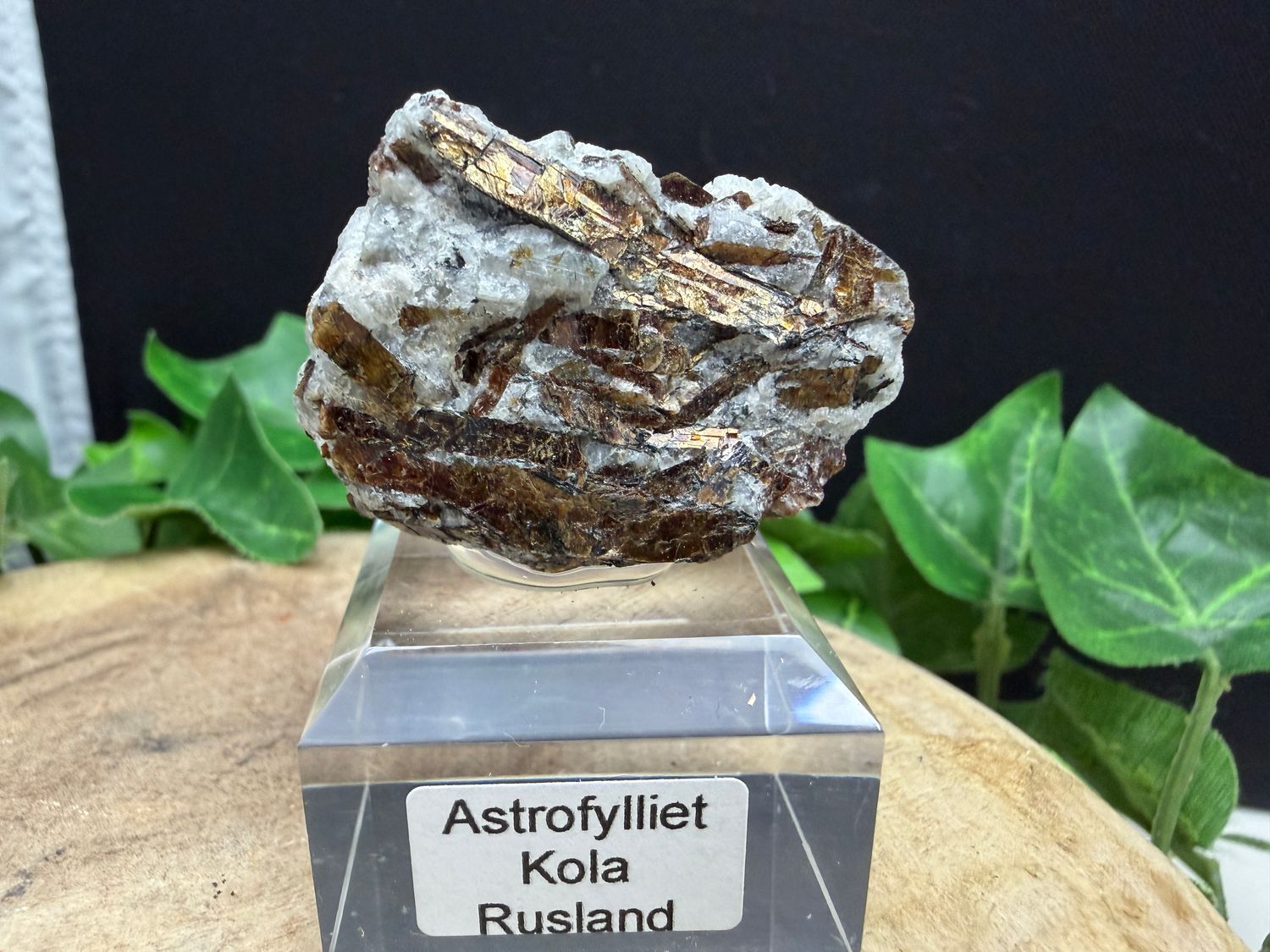 Astrofylliet