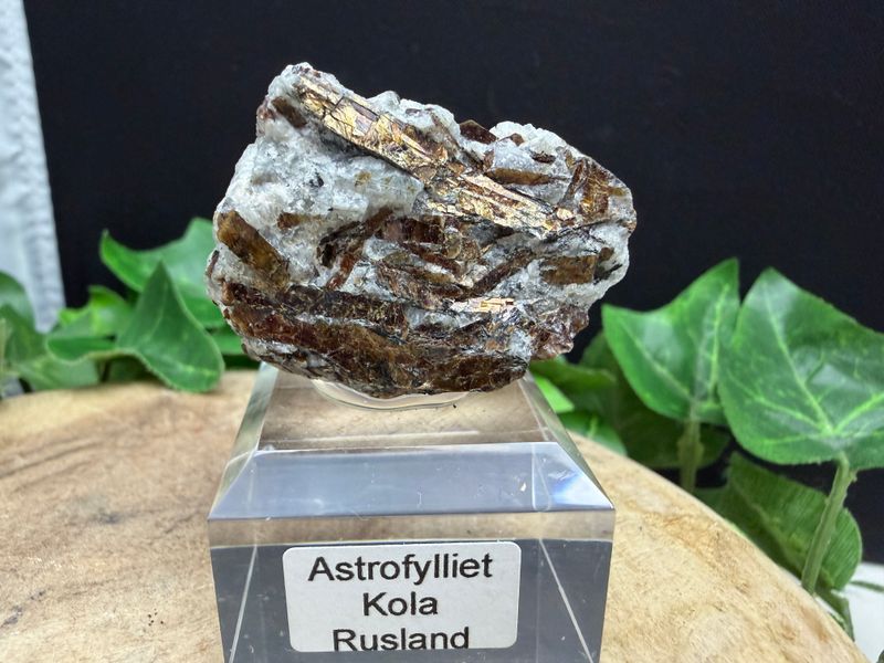 Astrofylliet