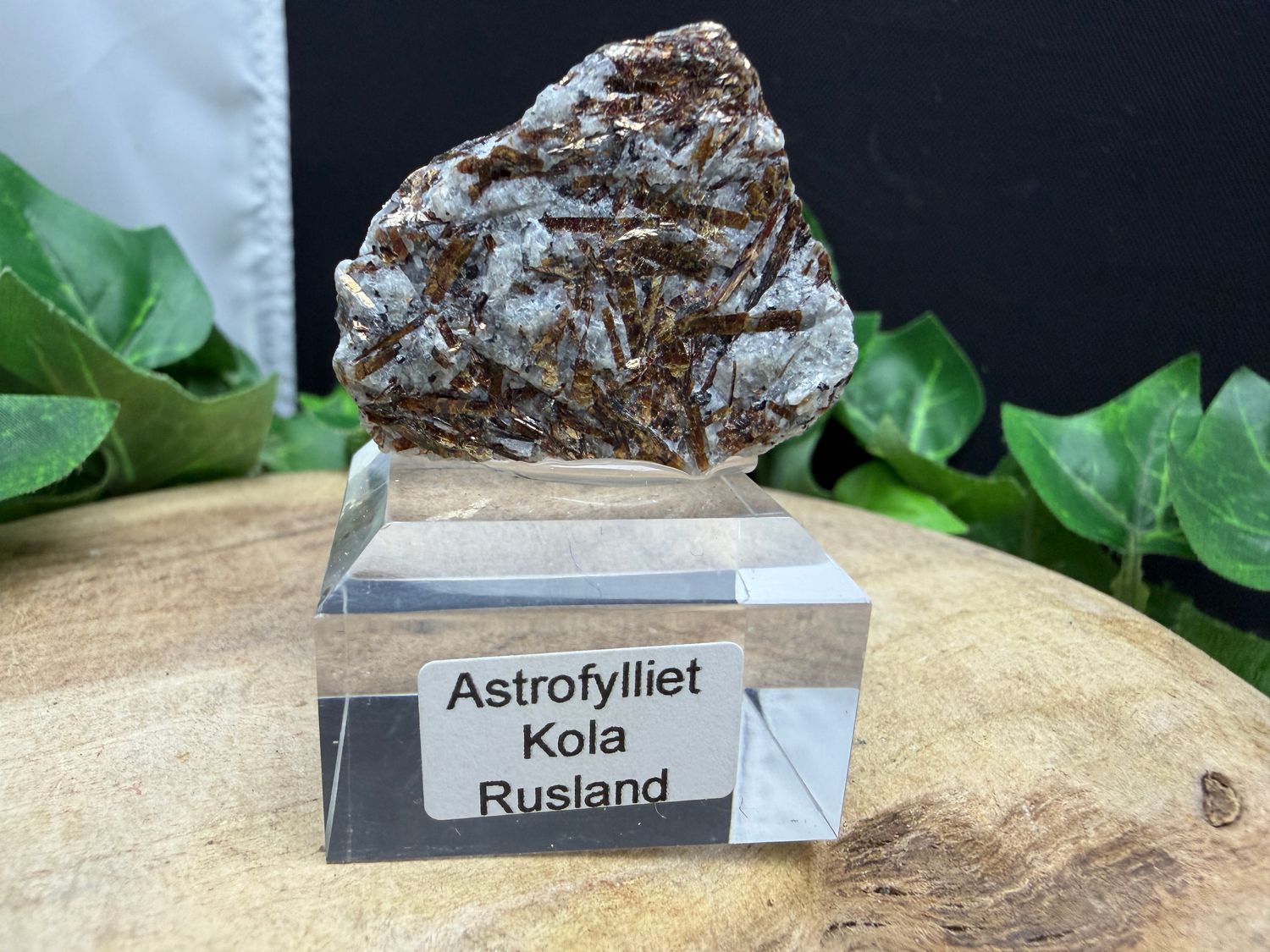 Astrofylliet