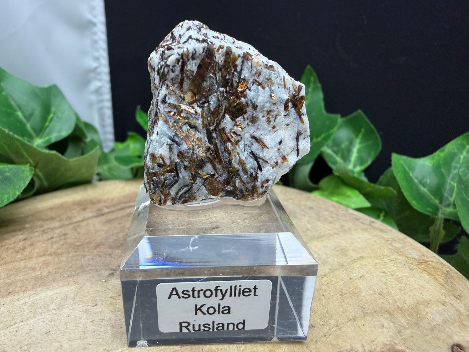 Astrofylliet