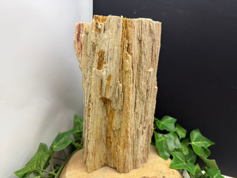 Versteend hout