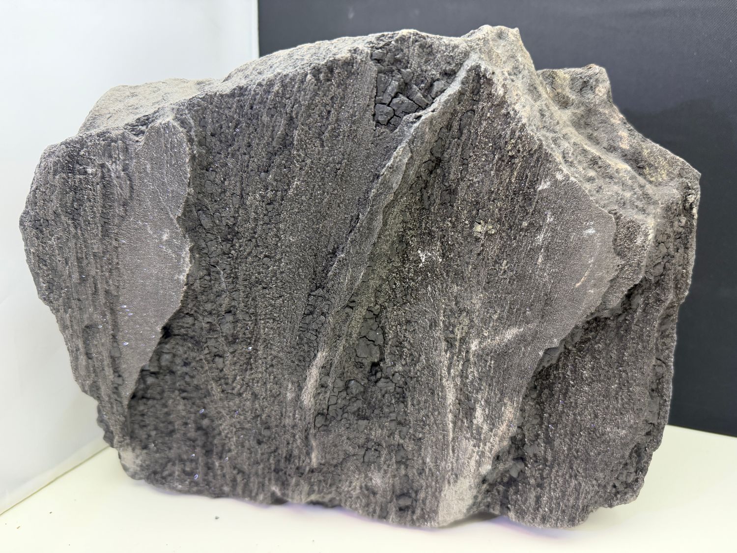 Versteend hout XL