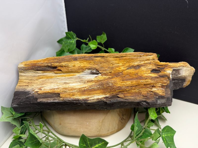 Versteend hout