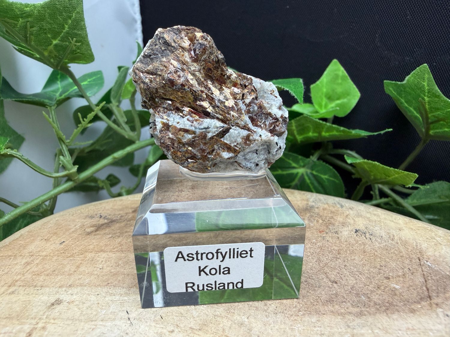 Astrofylliet