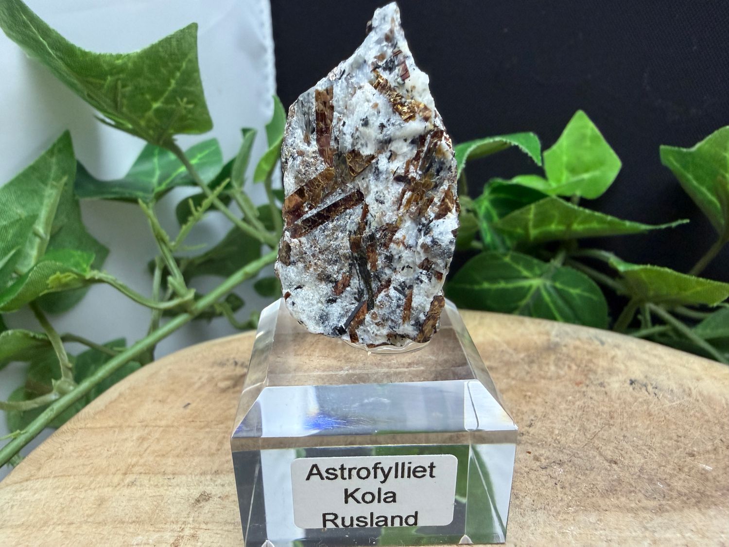 Astrofylliet
