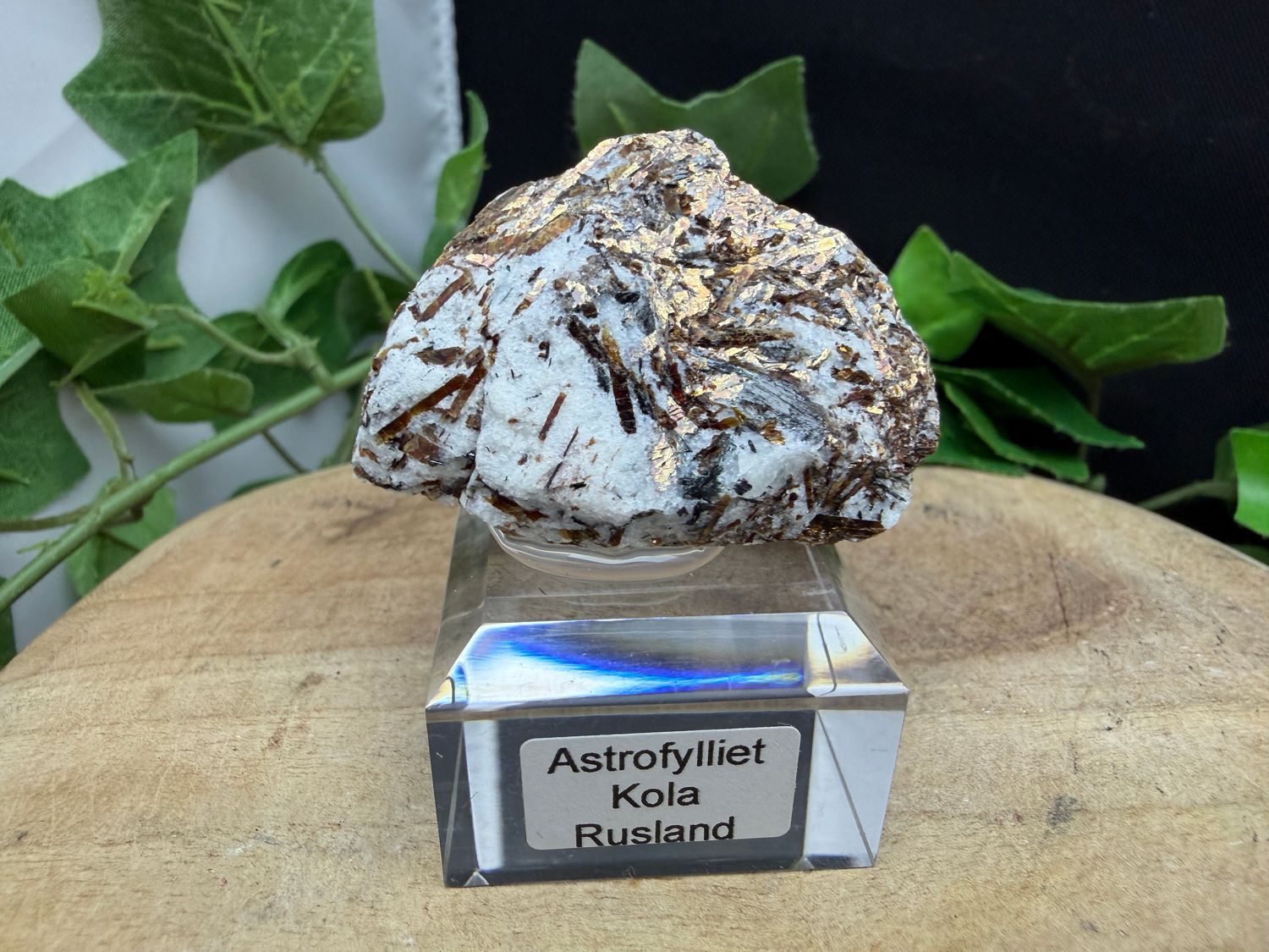 Astrofylliet