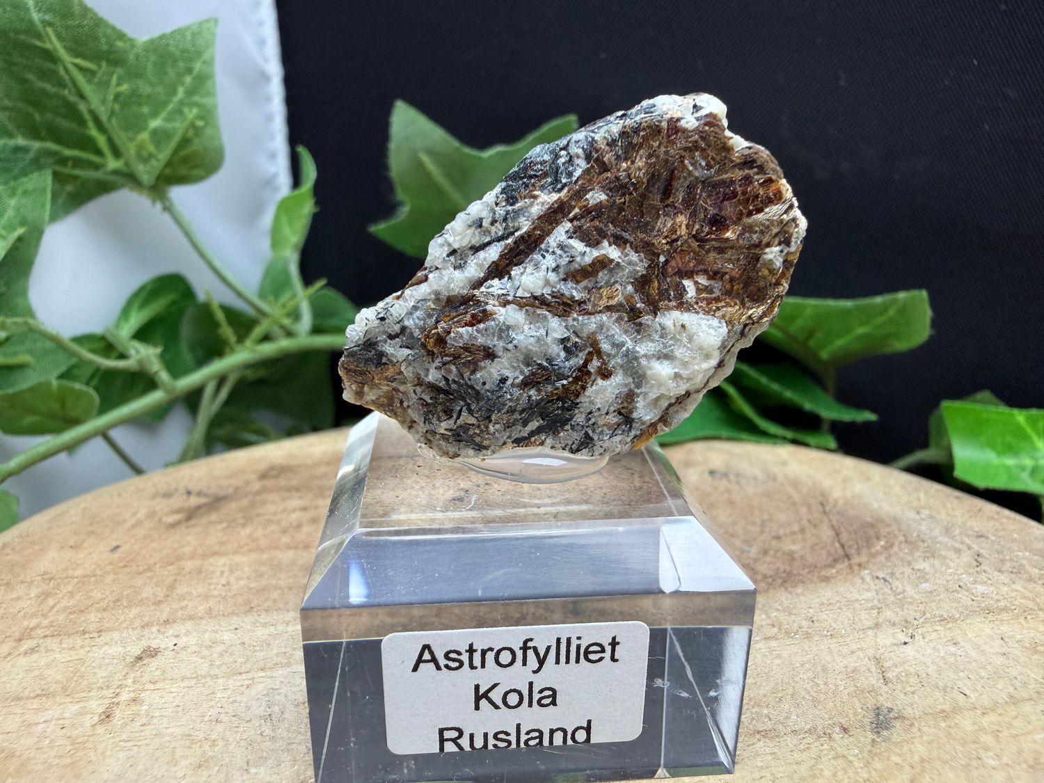 Astrofylliet