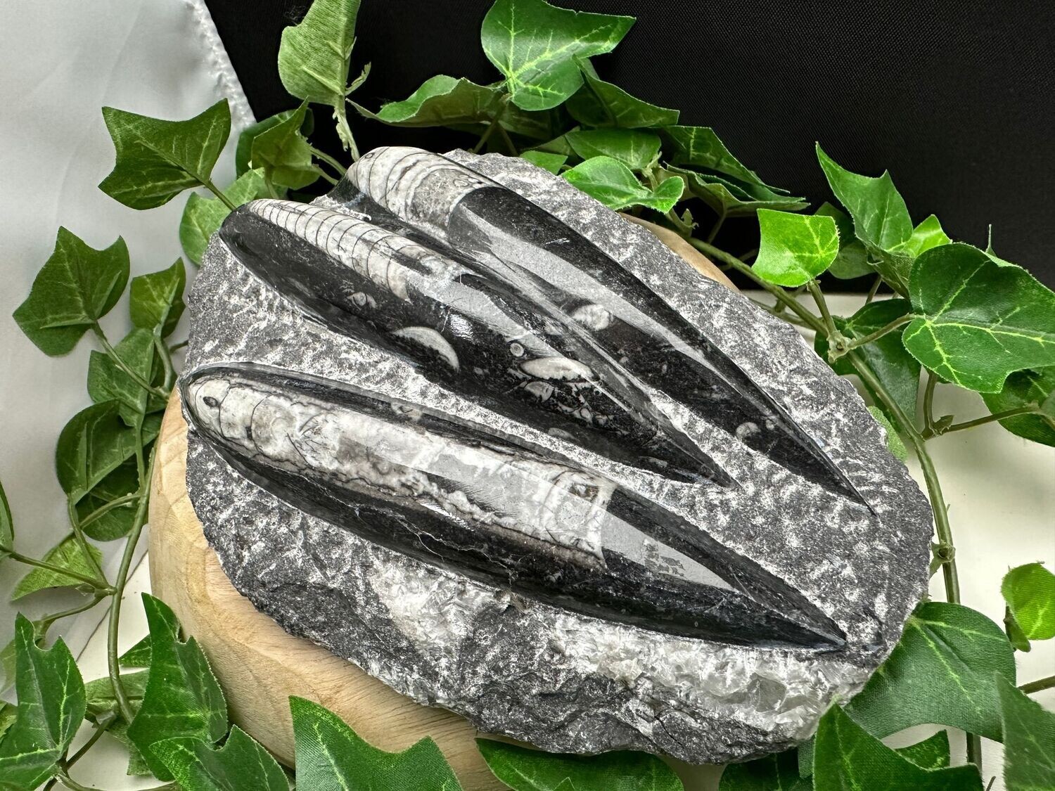 Orthoceras