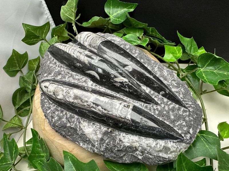Orthoceras Orthoceras