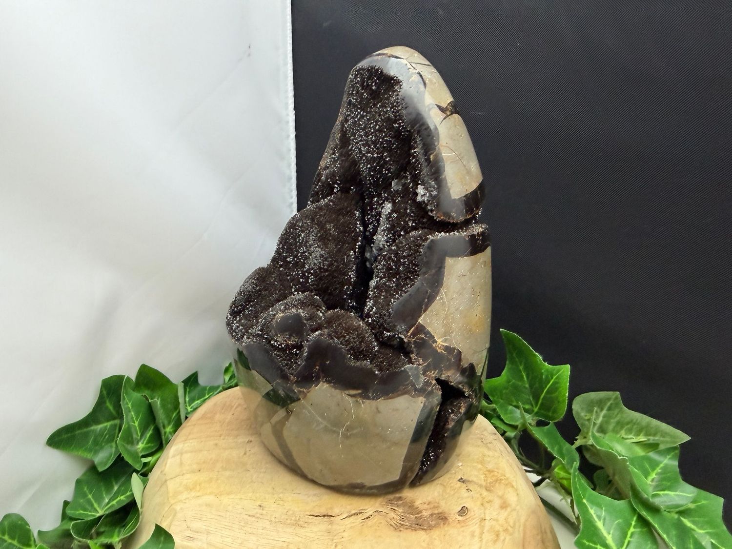 Septarie