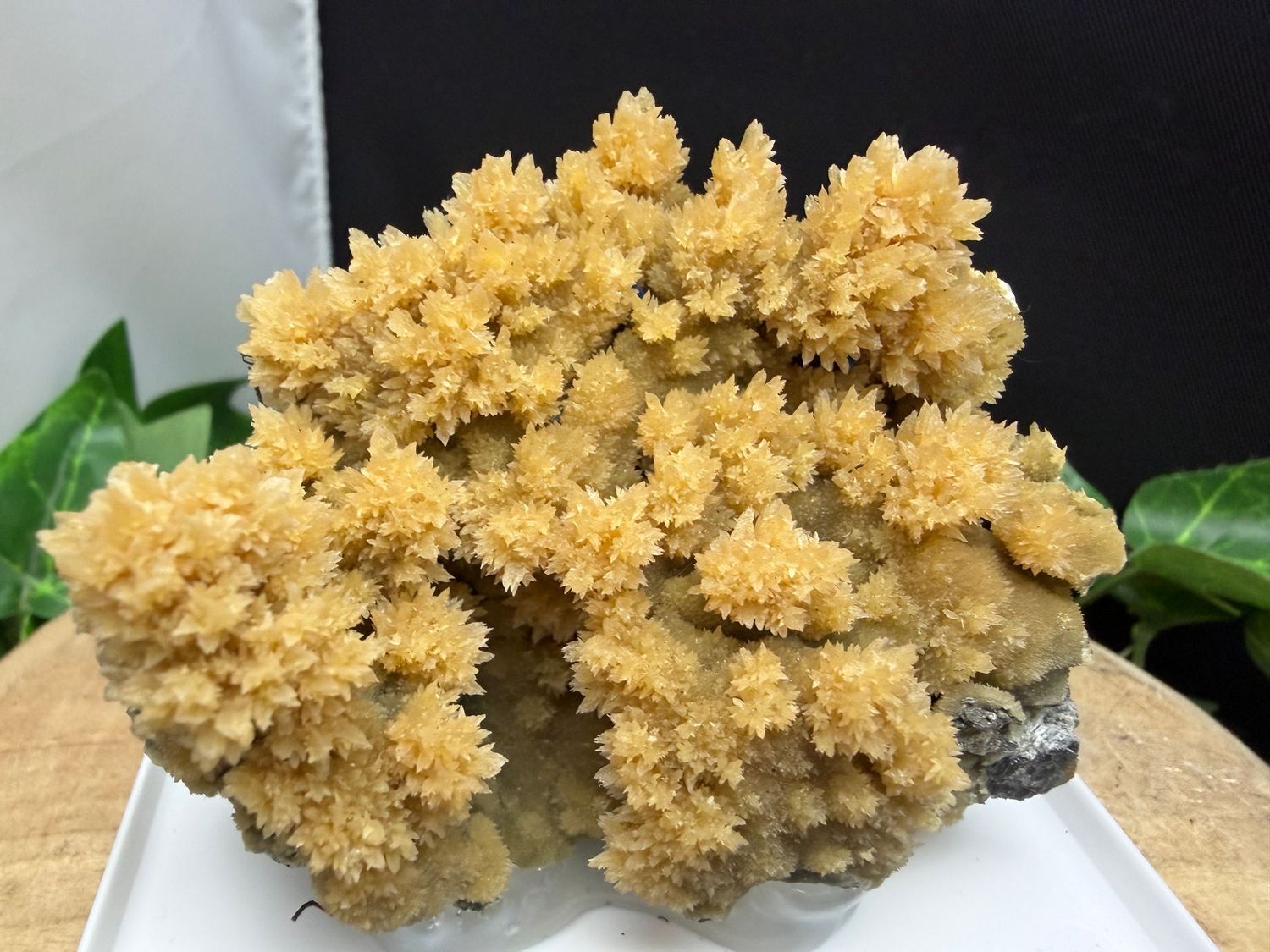 Calciet Calciet