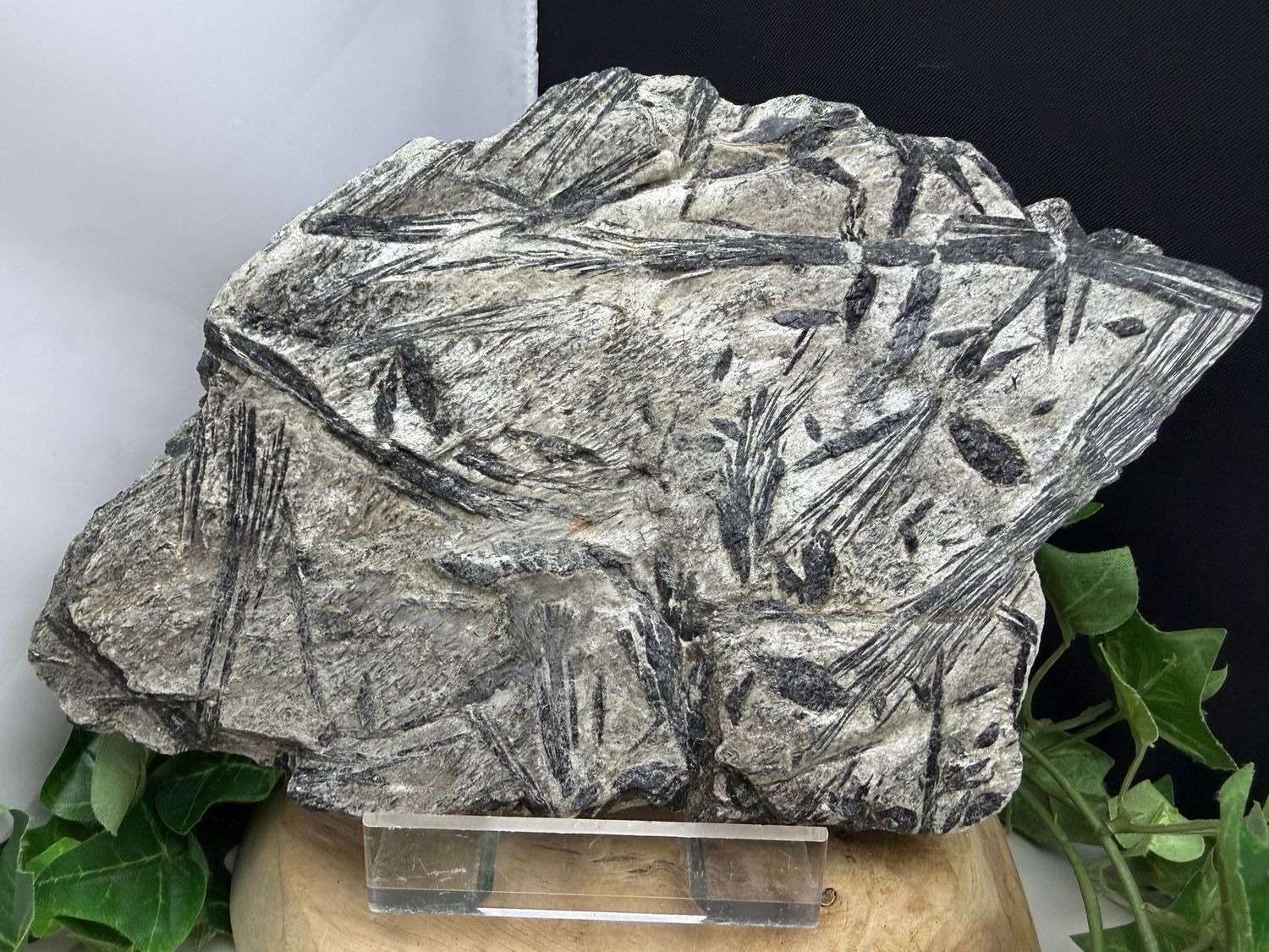 Hoornblende XL