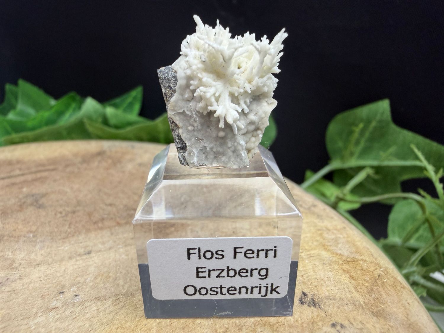 Flos Ferri