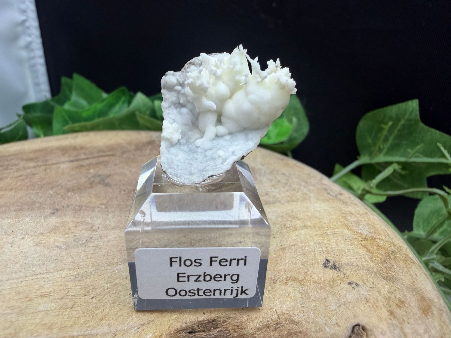 Flos Ferri