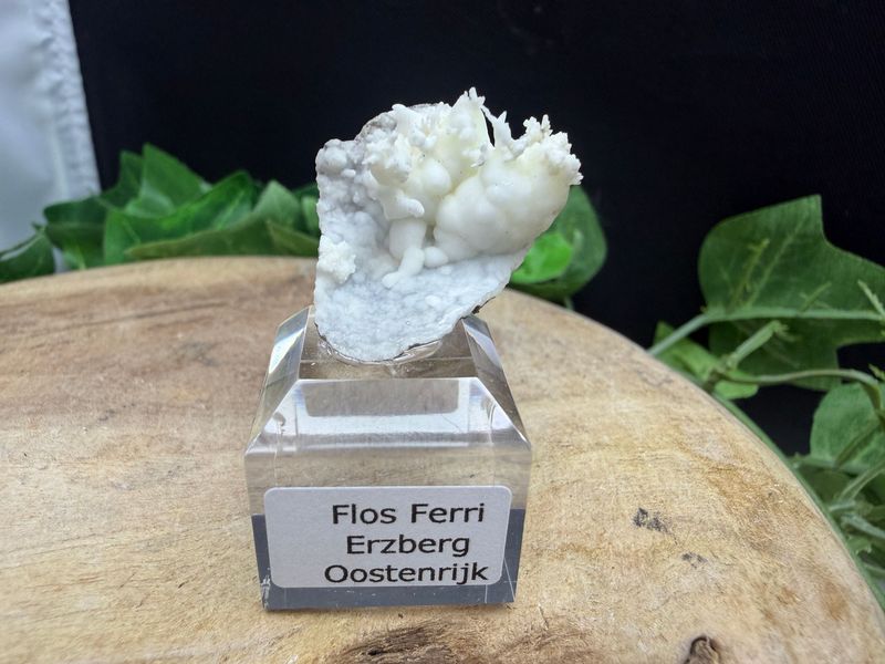 Flos Ferri