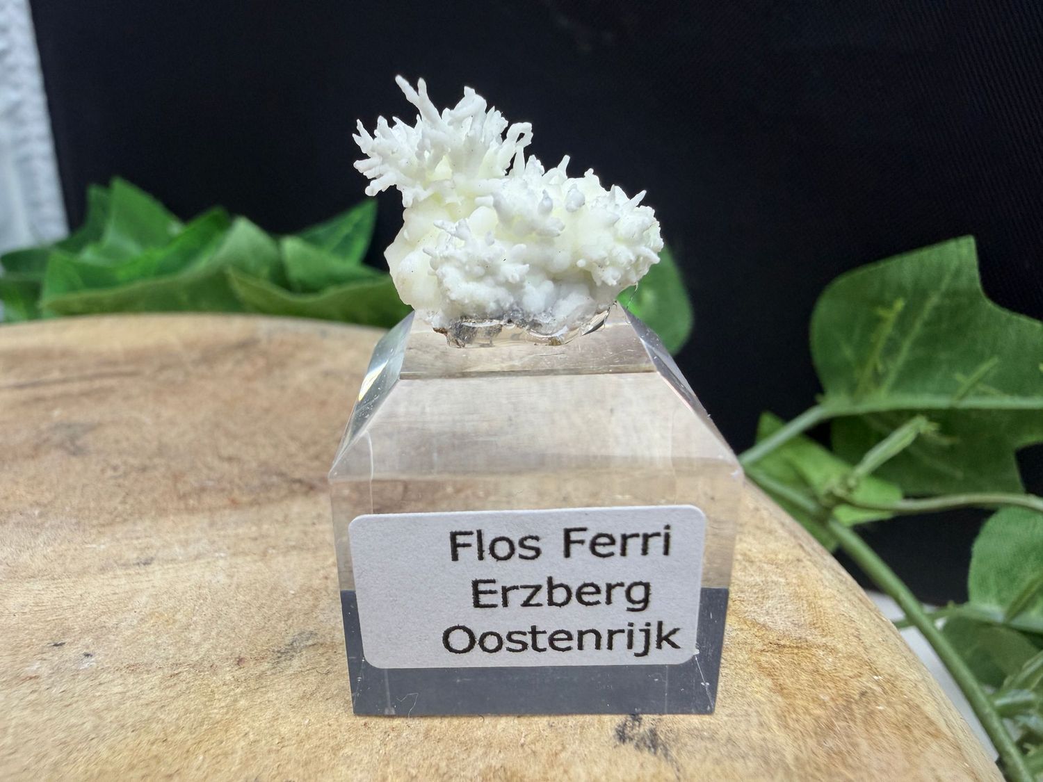 Flos Ferri