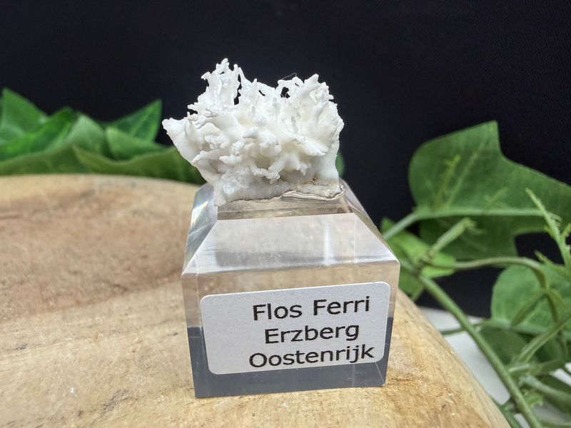 Flos Ferri