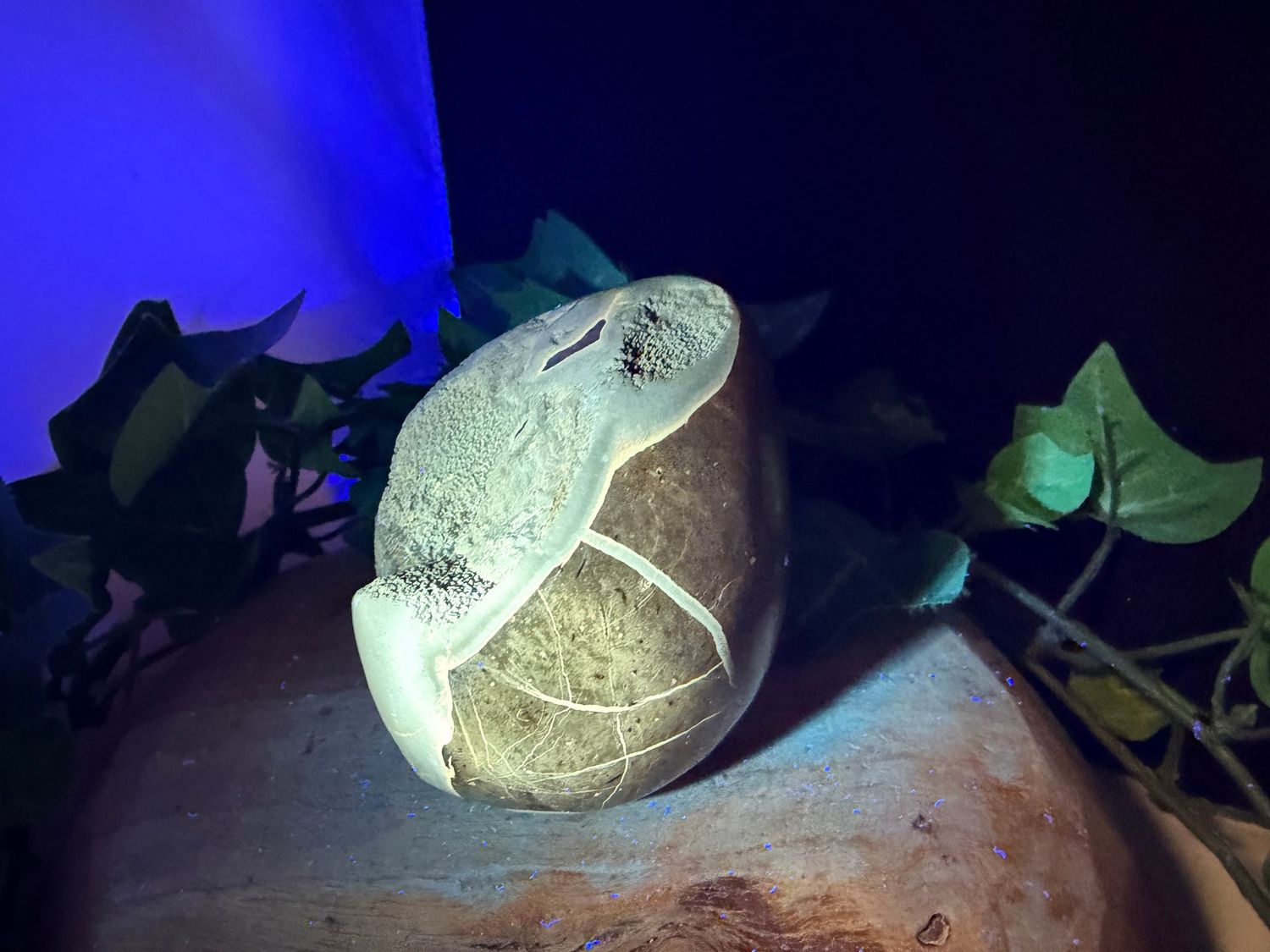 Septarie