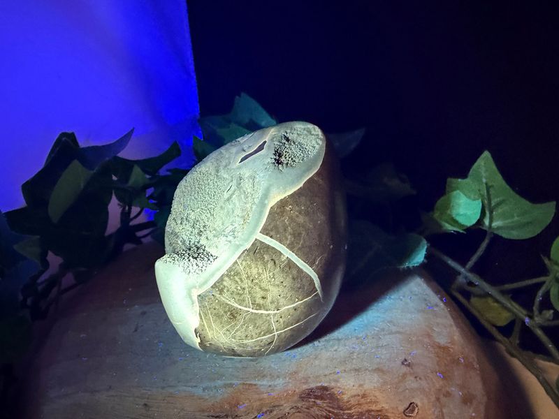 Septarie Septarie