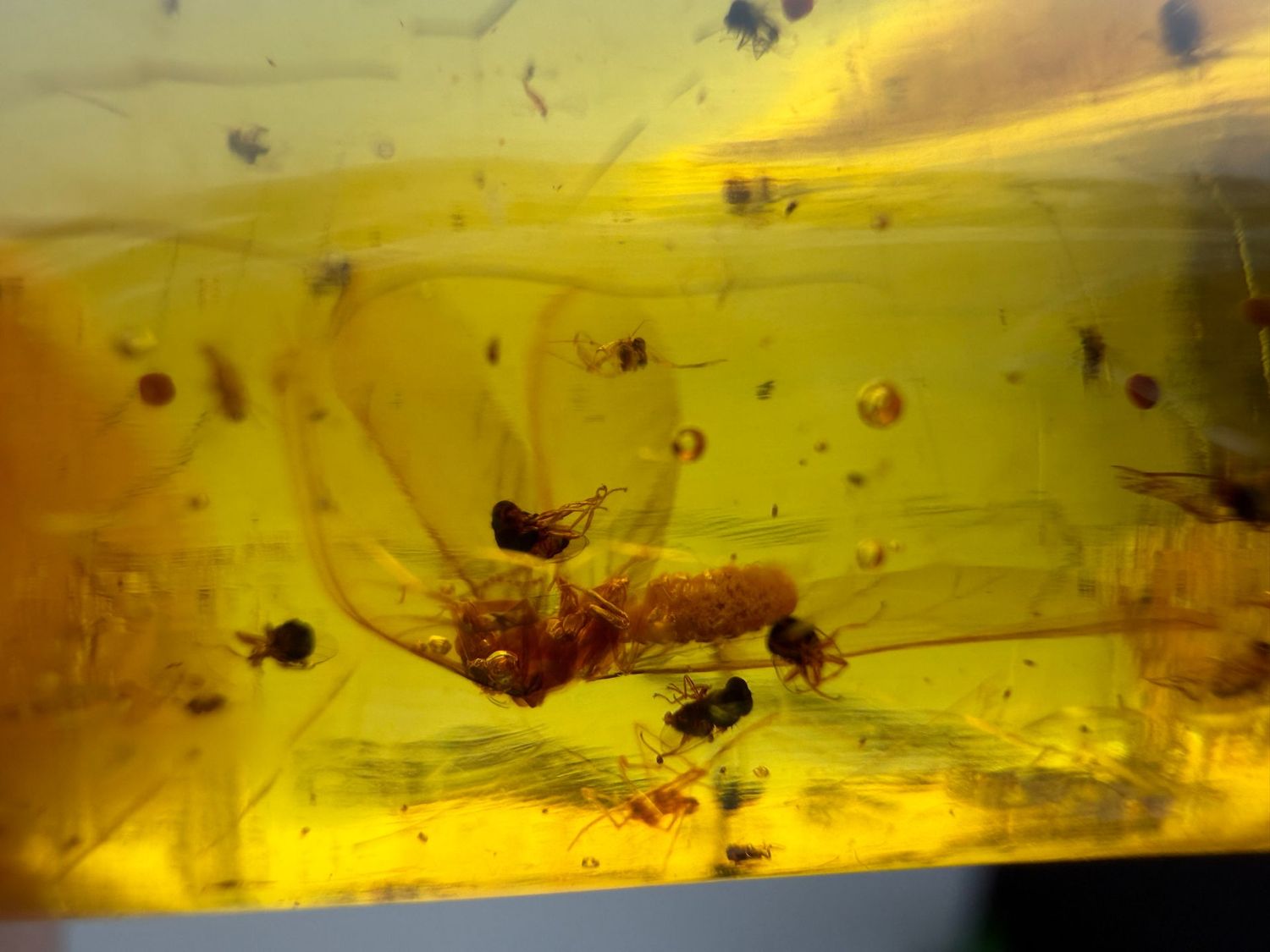 Copal met veel diverse insecten (!) Copal met veel diverse insecten (!)