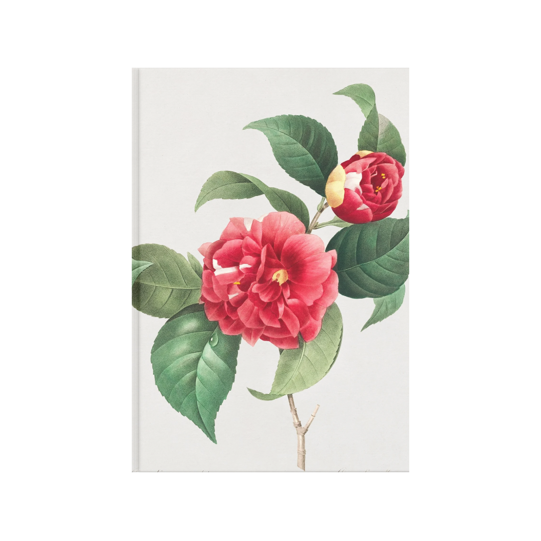 Rosas Redouté