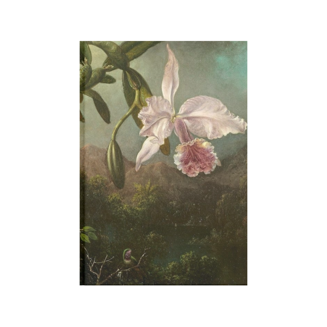 Orquídea