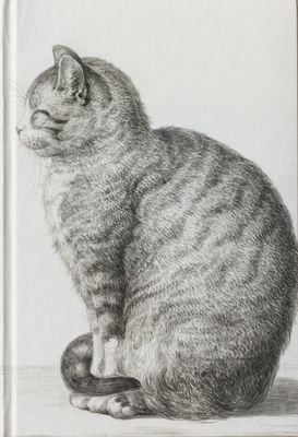 {079} Gato de perfil