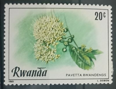 Ruanda 1981, Pavetta rwandensis