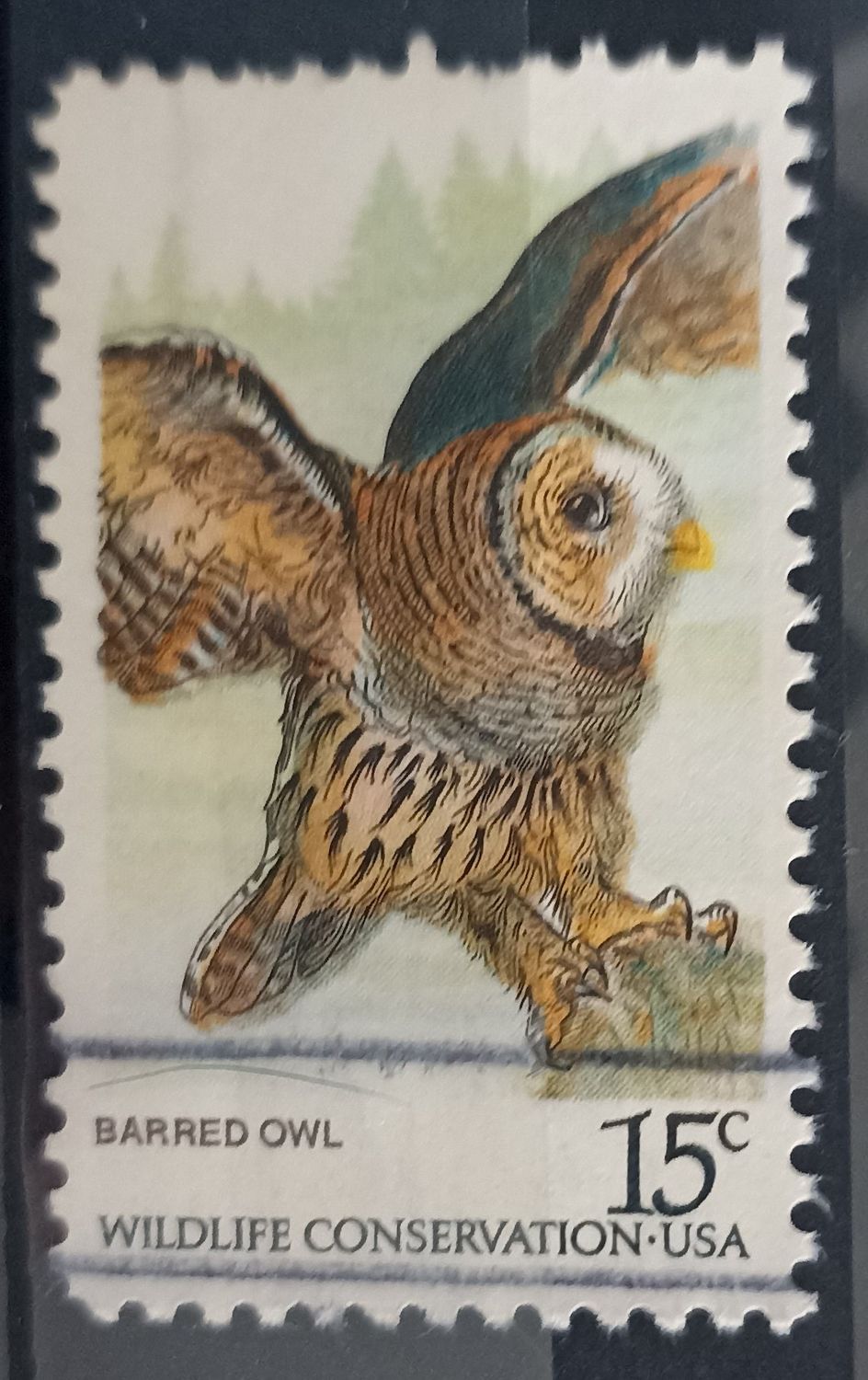 USA 1978, Búho Barrado