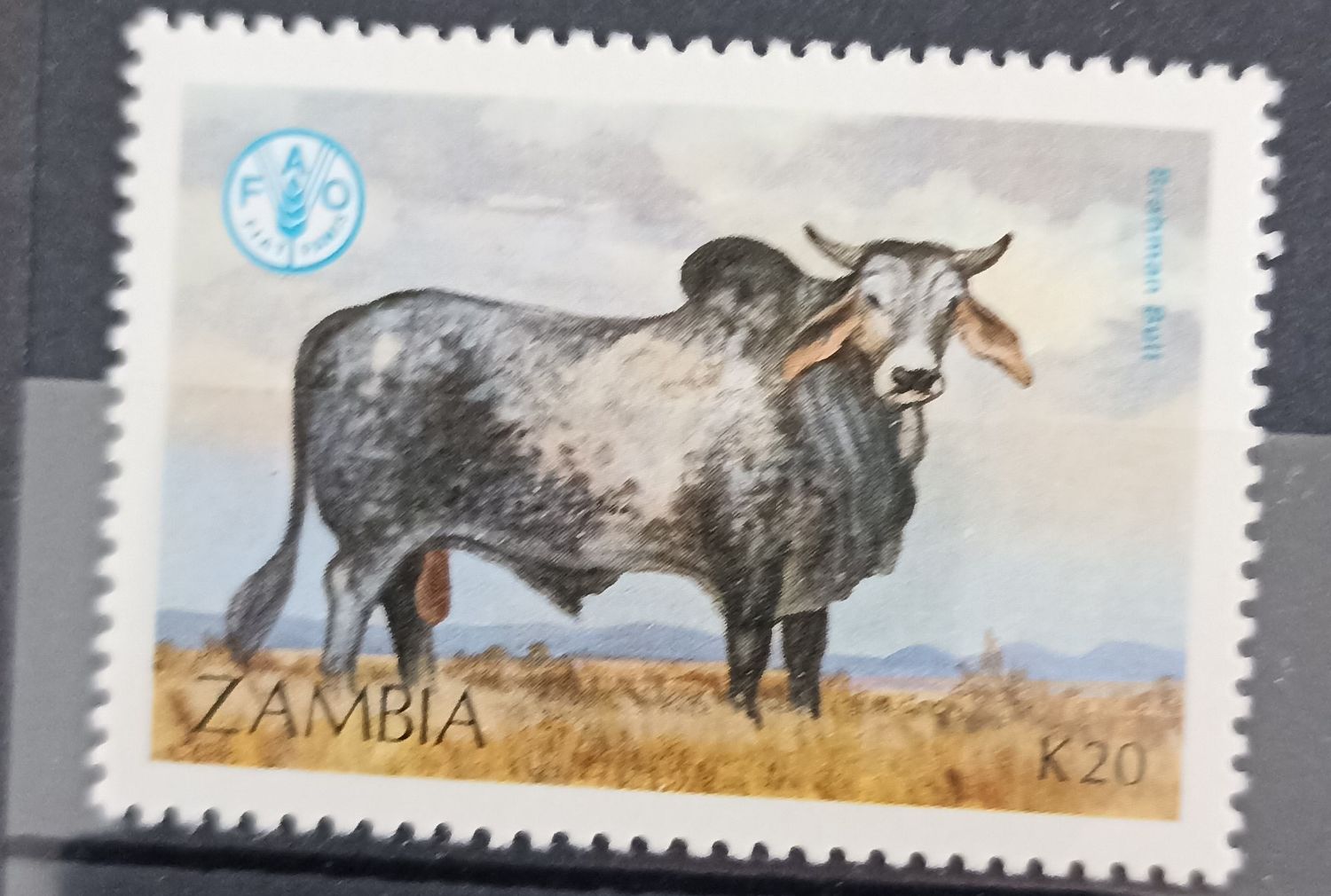 ZAMBIA 1987, Toro Brahman – Cebú