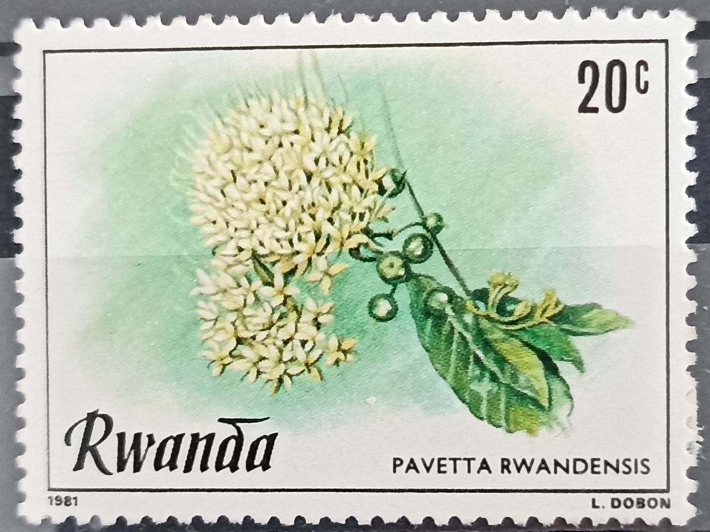 Ruanda 1981, Pavetta rwandensis