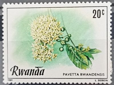 Ruanda 1981, Pavetta rwandensis