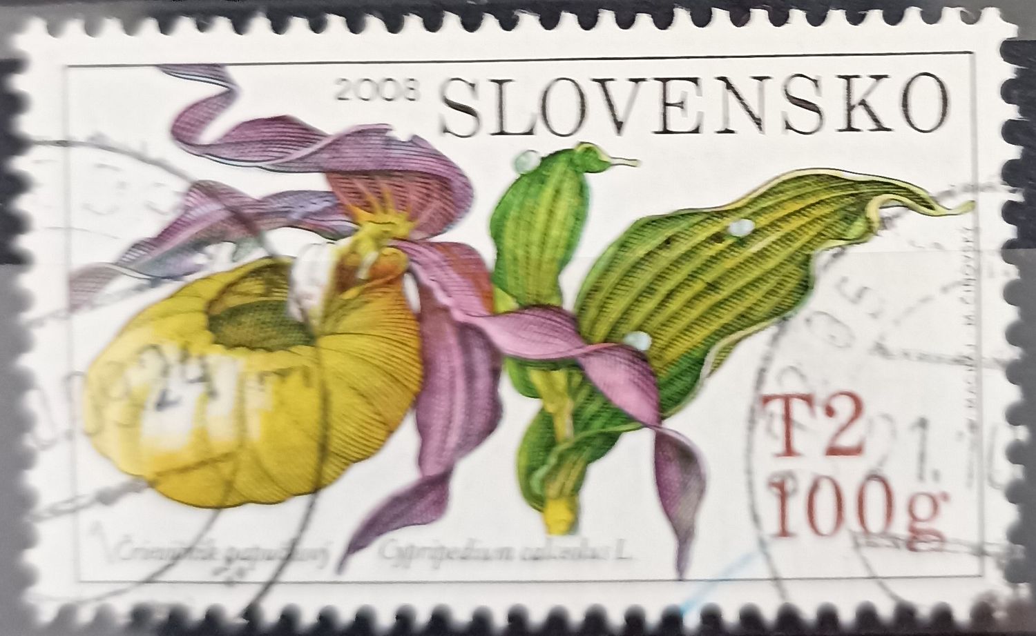 Eslovaquia 2008, Črievičník papučkový - Cypripedium calceolus L., orquídea zapatito de dama