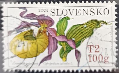 Eslovaquia 2008, Črievičník papučkový - Cypripedium calceolus L., orquídea zapatito de dama