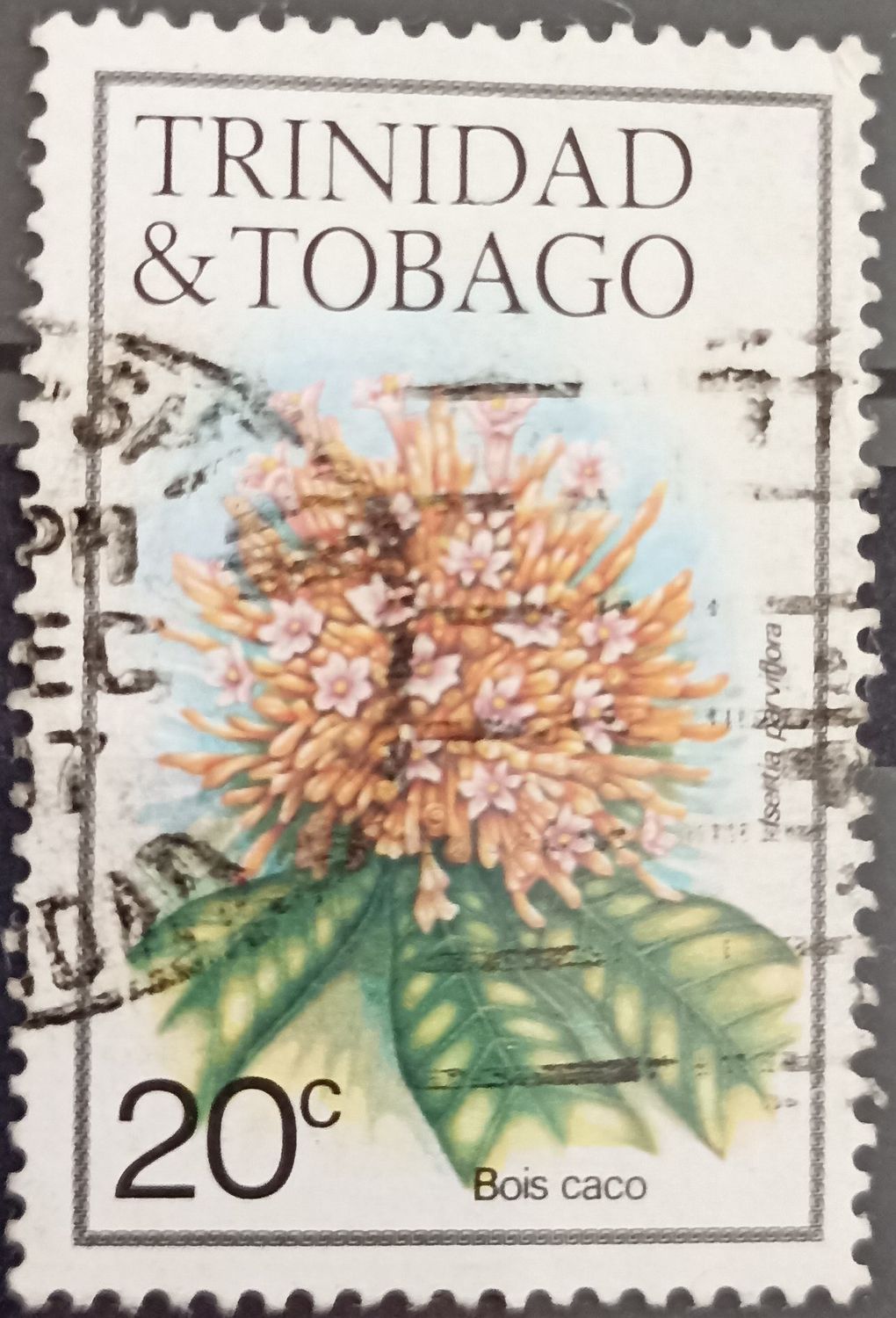 Trinidad y Tobago 1983, Bois caco - Isertia parviflora