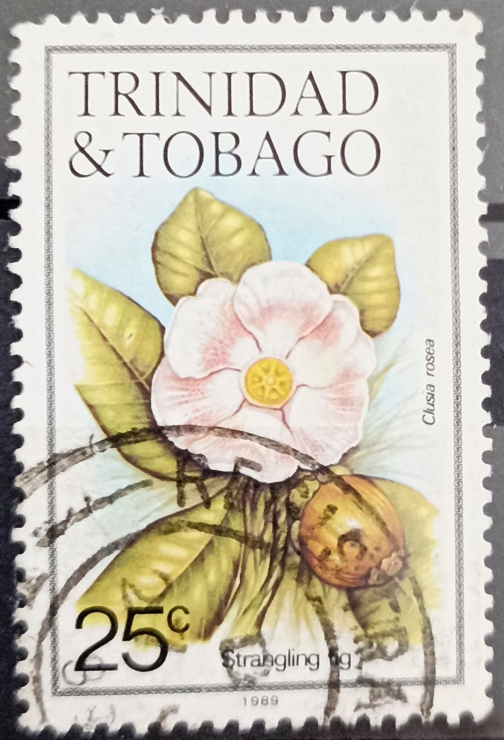 Trinidad y Tobago 1989, Clusia rosea - Higo estrangulador