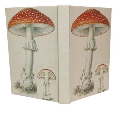 001  Amanita