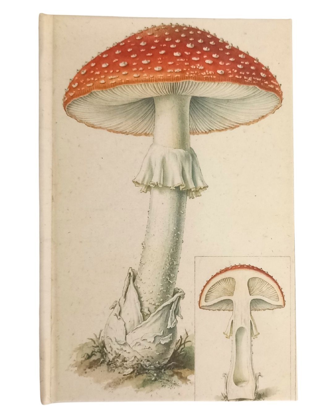 001  Amanita