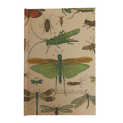 008 Insectos