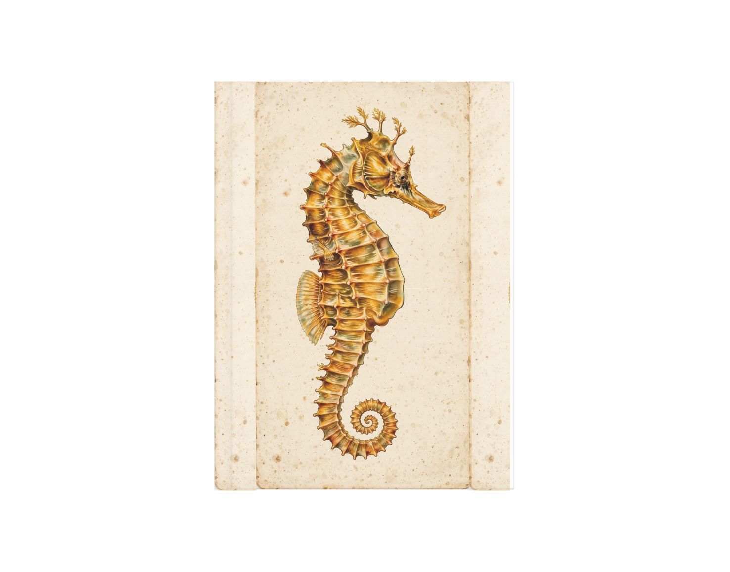 049 Caballito de mar