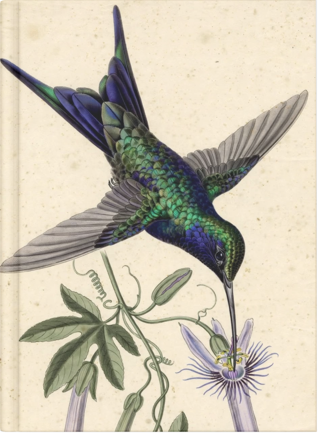 048 Colibrí 02